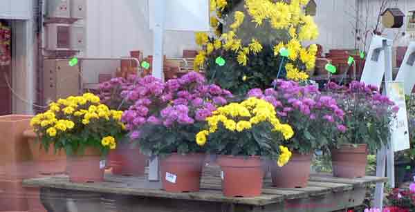 Les magasins de jardinage