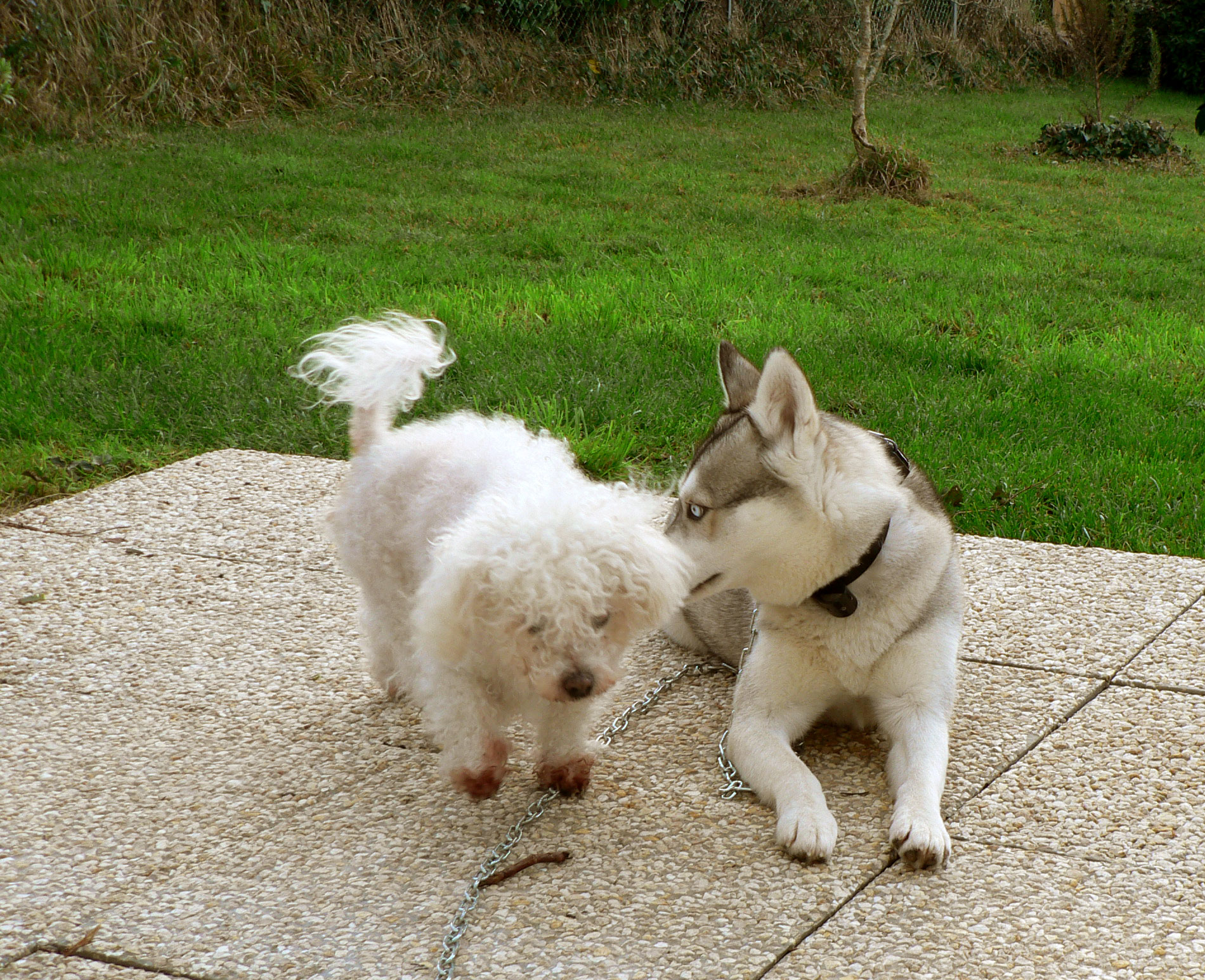 conseils pour bien adopter un second animal