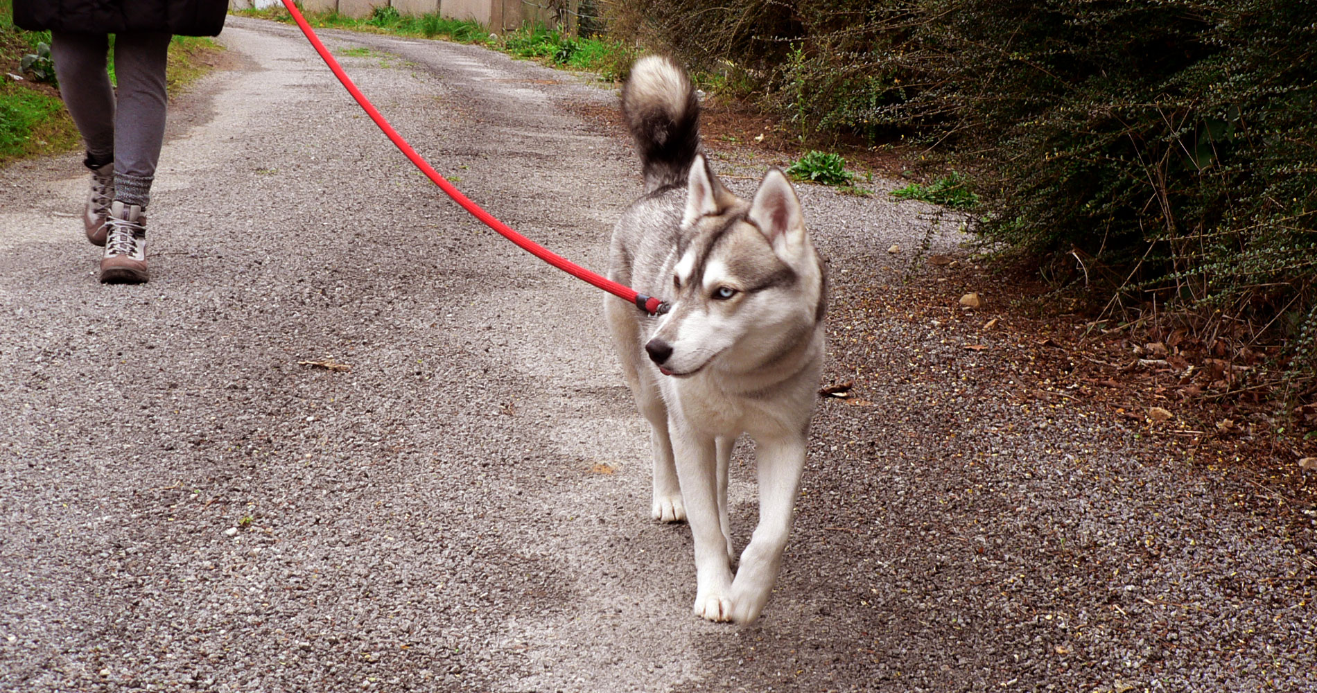 Quelques conseils afin de bien s'y prendre pour une promenade russie avec son chien