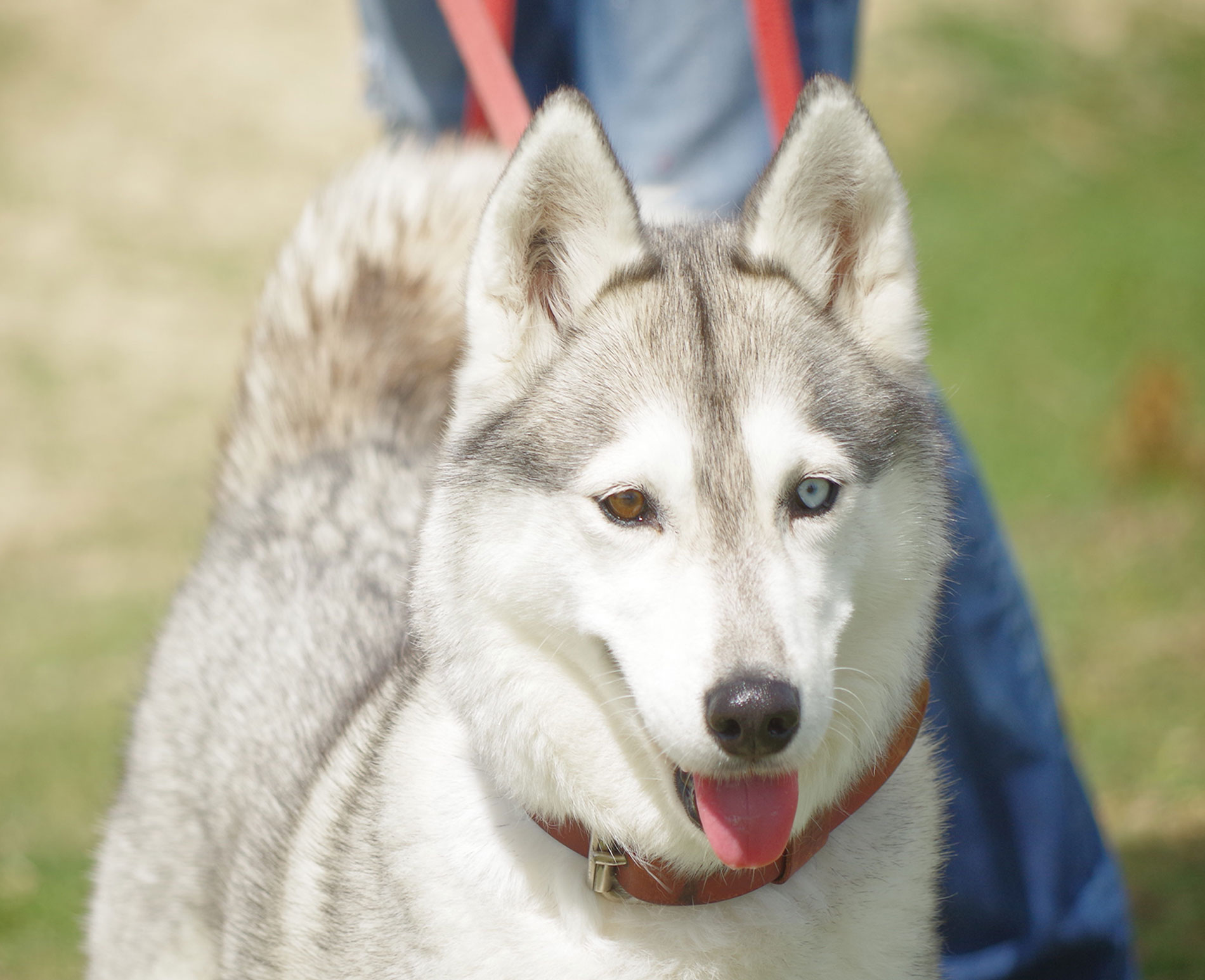 Quelques conseils afin de bien s'y prendre pour une promenade russie avec son chien