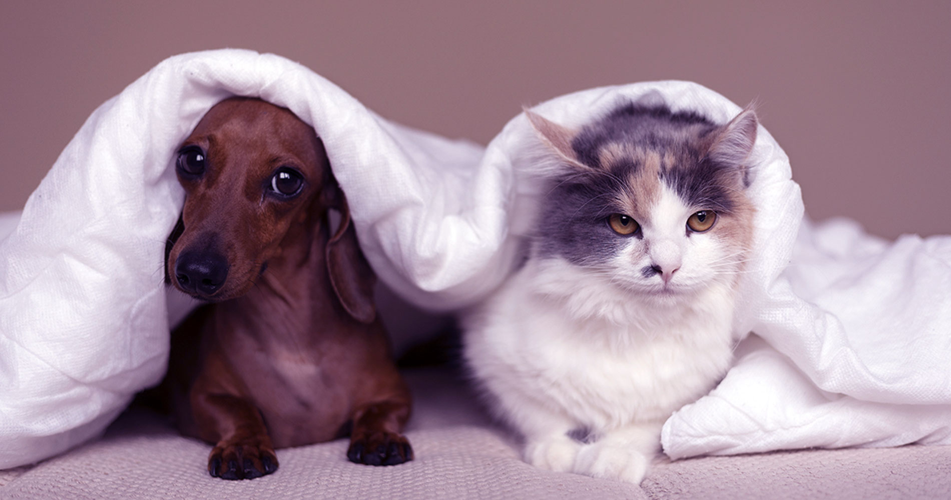 Les magasins qui aiment les animaux